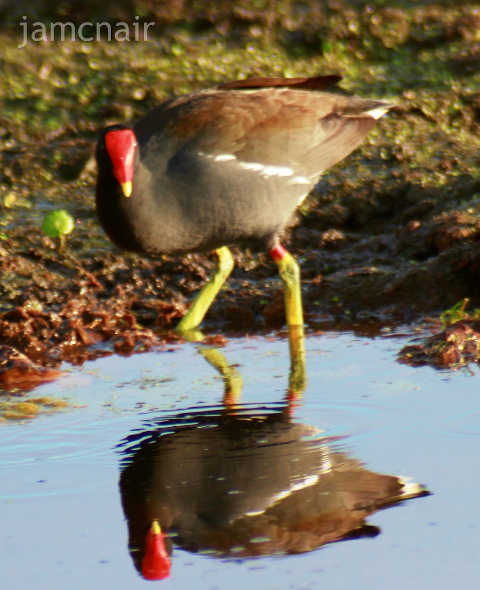 Common Gallinule