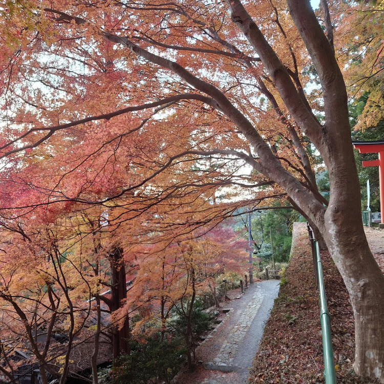 5シリーズ セダンの季節外れ・紅葉も見納め🍁・冬なのに・五平餅はいいね😊に関するカスタム事例の投稿画像2枚目