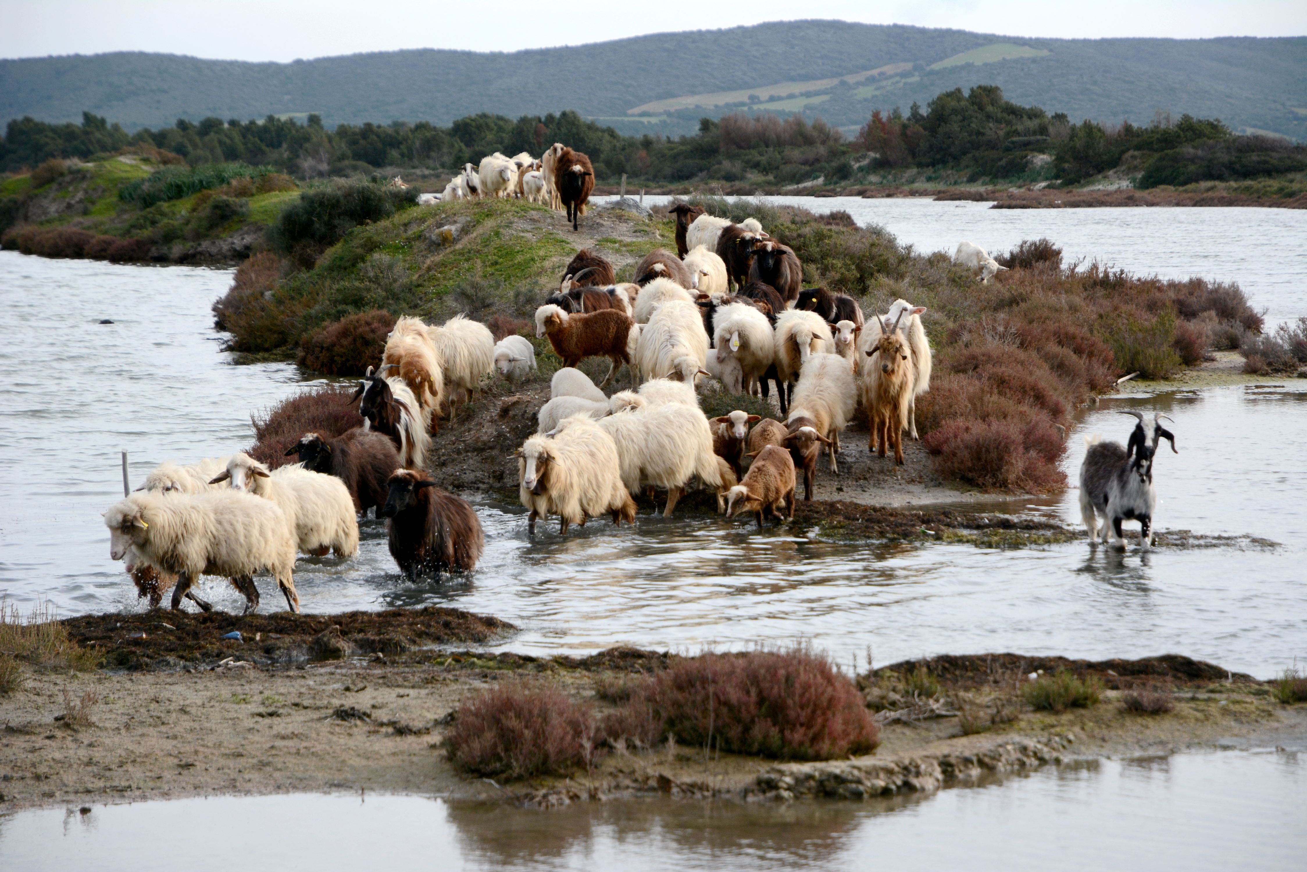 passaggio sul fiume di tomaso melis