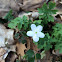 False Rue Anemone