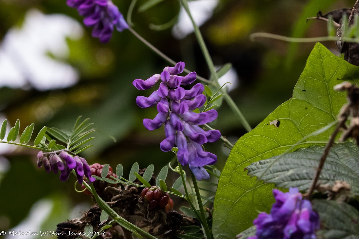 Purple flowers