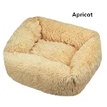 Apricot