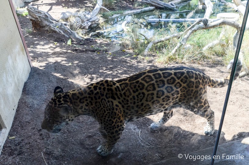 San Diego Zoo - elephant odyssey - jaguar