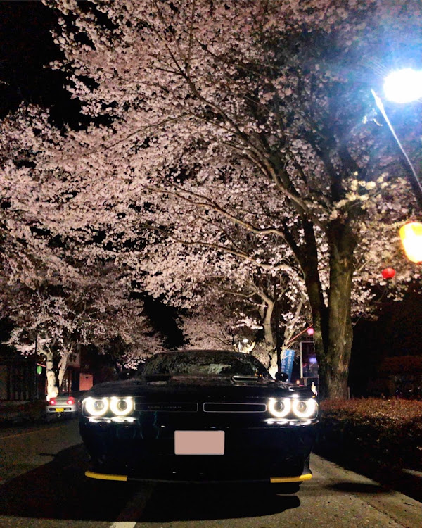 まさやさんが投稿した夜桜・桜・桜と愛車・桜とコラボ・ダッジチャレンジャーに関するカスタム事例の投稿画像1枚目