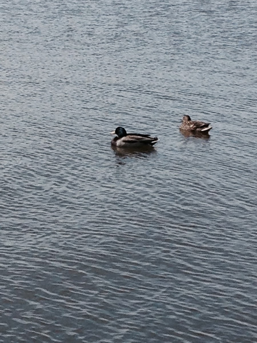 Mallard duck