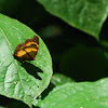 Garden Inspector Butterfly