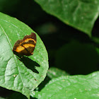 Garden Inspector Butterfly