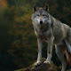 Wolf Wallpapers and New Tab