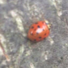 Multicolored Asian Lady Beetle