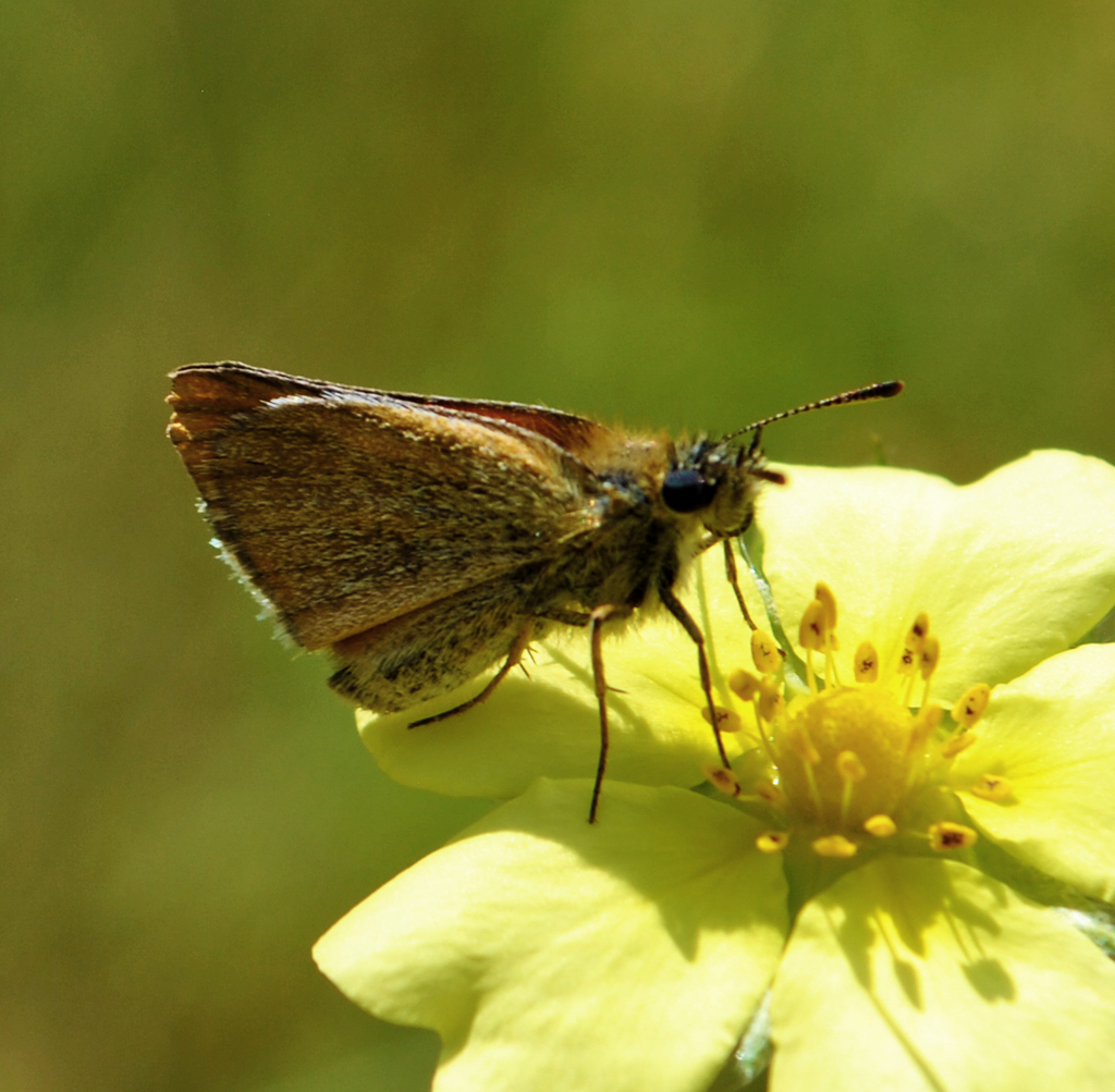 Essex Skipper