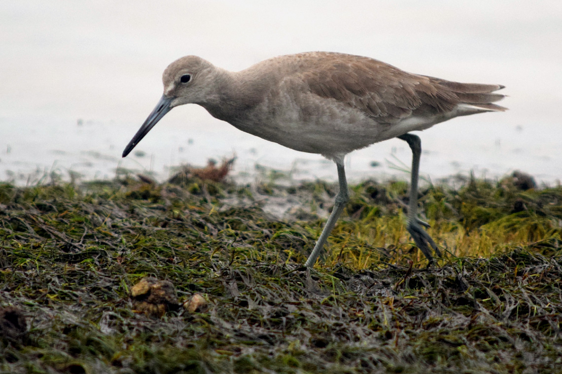 Willet