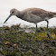 Willet