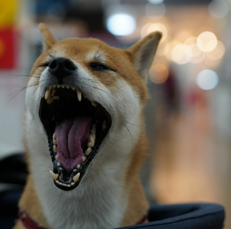 86の初洗車・柴犬くうた・愛犬紹介・ボールに関するカスタム事例の投稿画像15枚目