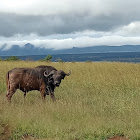 African buffalo