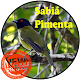 Download Canto de Sabiá Pimenta For PC Windows and Mac 1.0