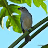 Sayaca Tanager