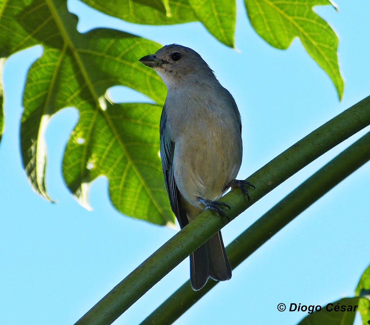 Sayaca Tanager