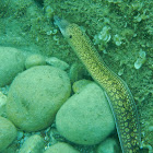 Mediterranean moray