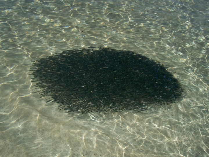 Banco di sardine di Sampei