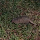 Nine-banded armadillo