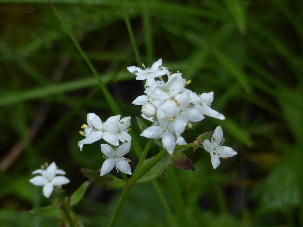 Northern Bedstraw