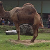 Dromedary, Arabian Camel