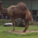 Dromedary, Arabian Camel