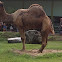 Dromedary, Arabian Camel