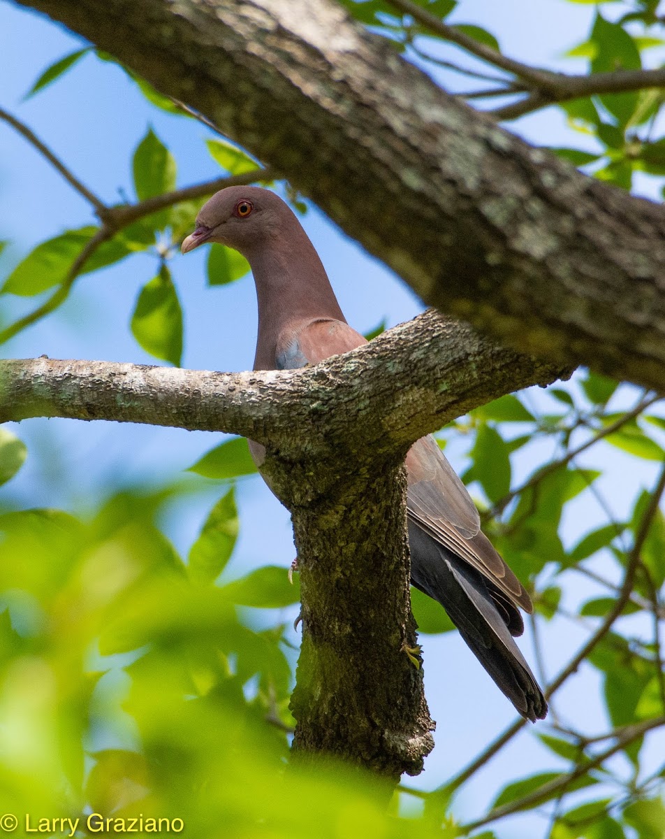 Red-billed Pigeon