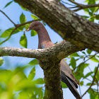 Red-billed Pigeon