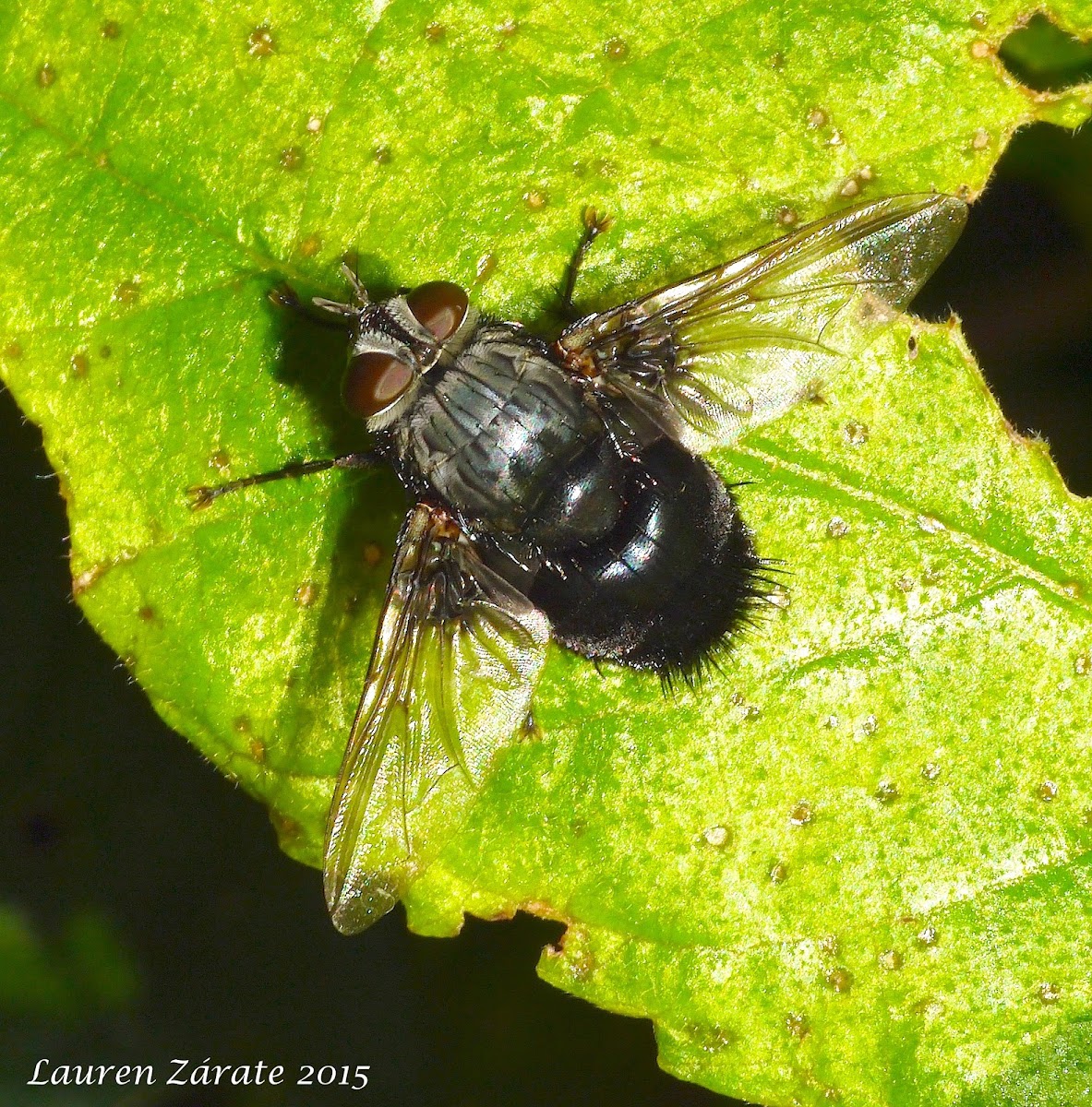 Tachinid Fly