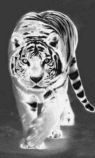 Black And White Tiger Live Wal