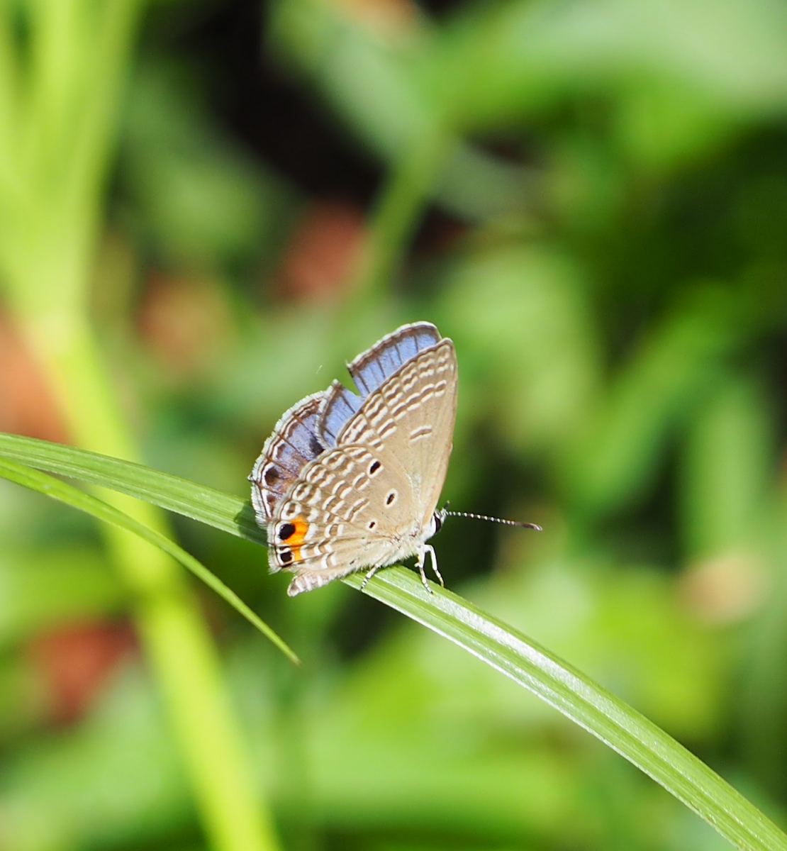 Cycad Blue / Plains Cupid