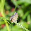 Cycad Blue / Plains Cupid