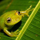 Demerara Falls tree frog