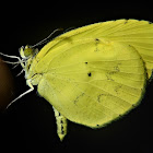 Eurema