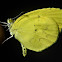 Eurema