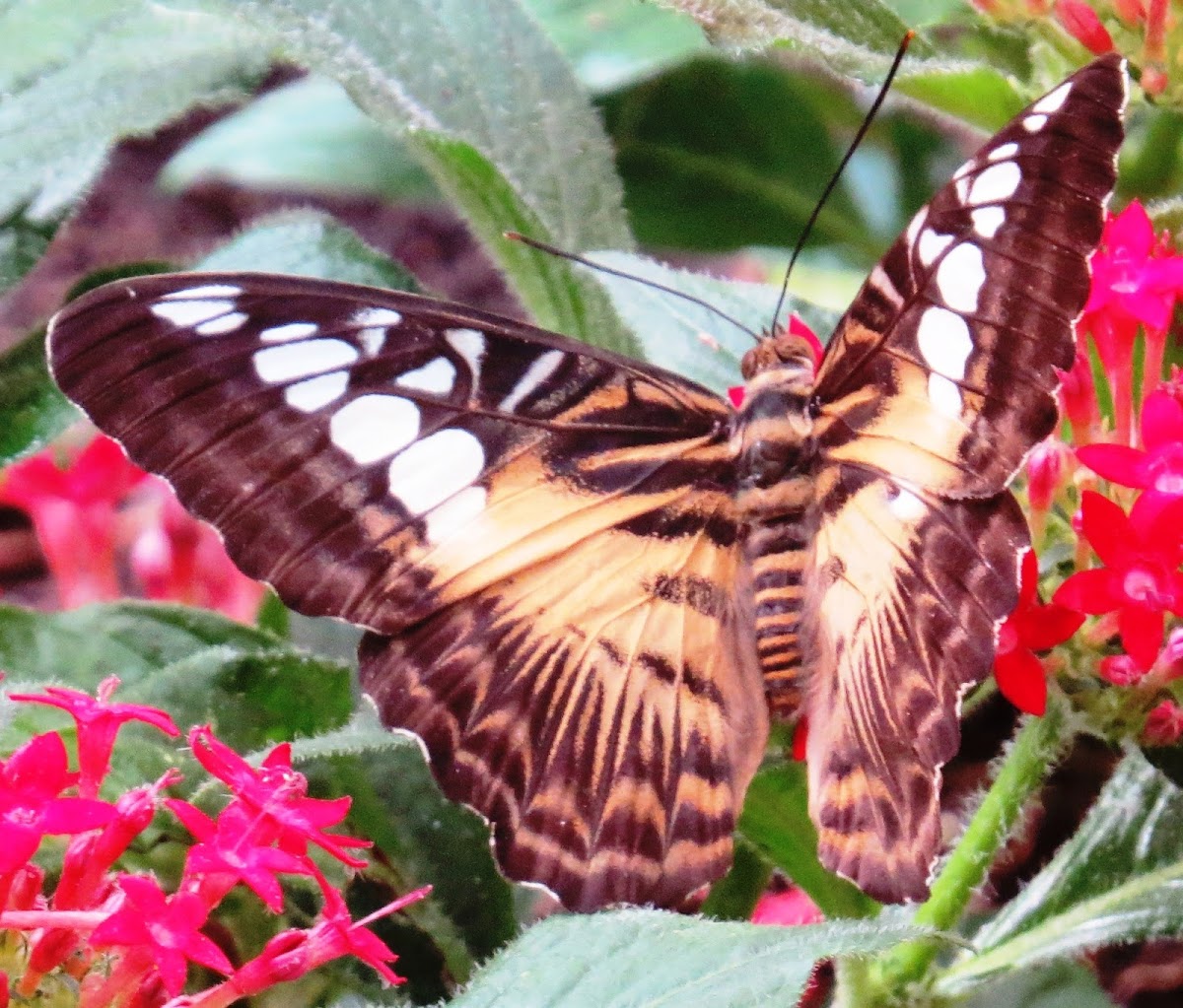 Clipper Butterfly (brown)