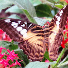 Clipper Butterfly (brown)