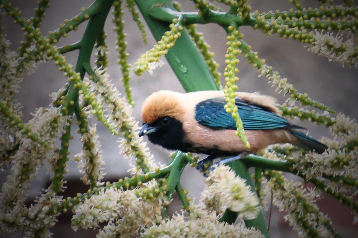 Burnished-buff Tanager