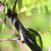 American Green Tree Frog