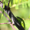 American Green Tree Frog