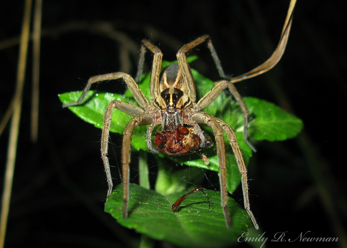 Rabid Wolf Spider