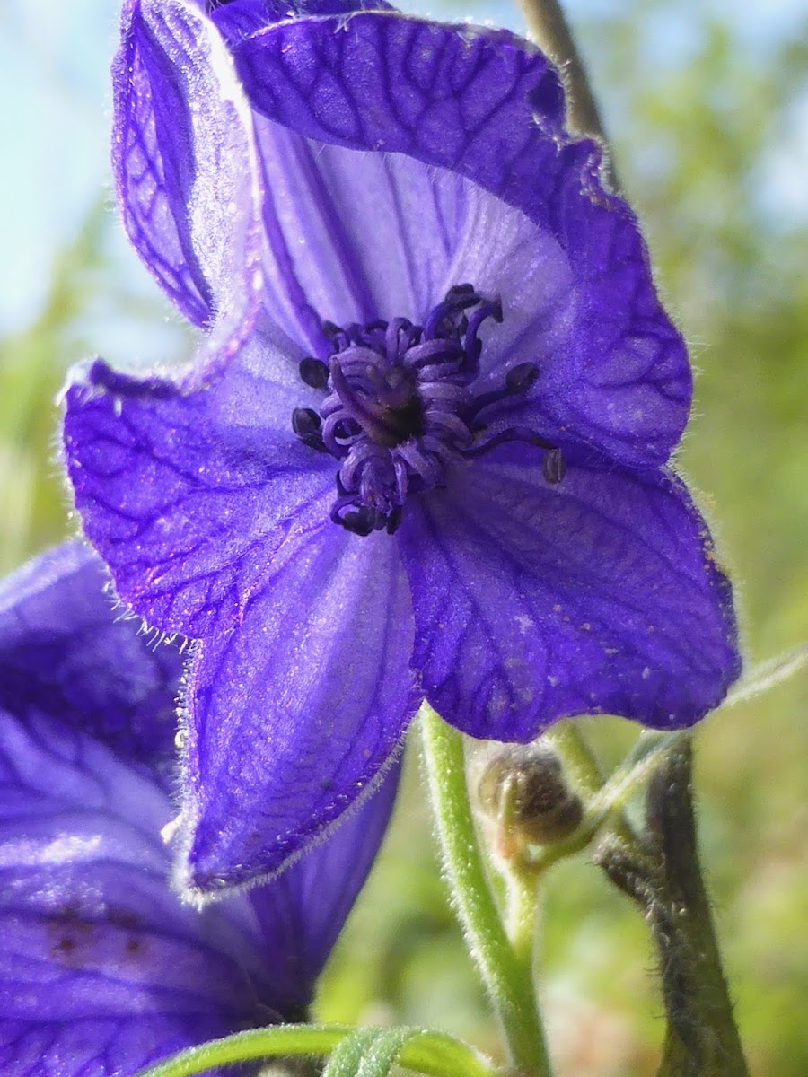 Larkspur-leaf Monkshood