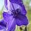 Larkspur-leaf Monkshood