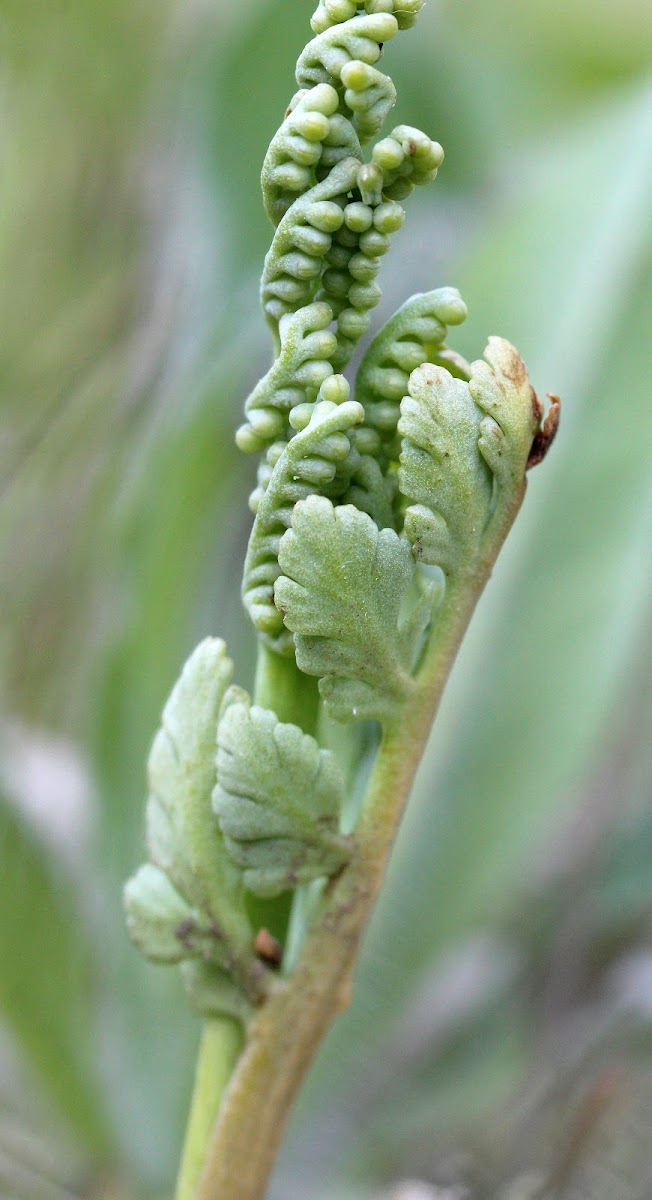 Matricary Grapefern