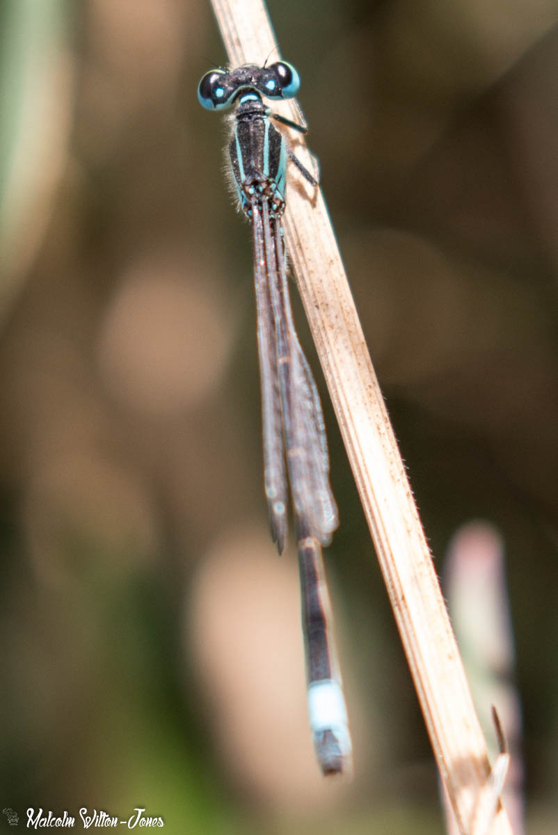 Small Bluetail