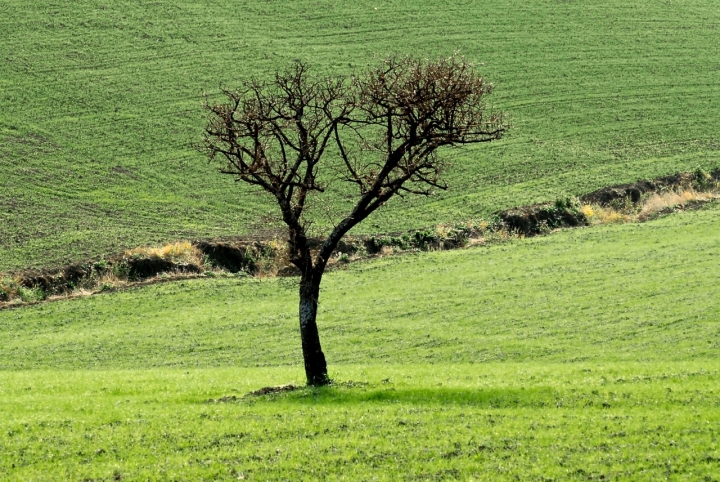 Solo nel verde di sdb-66