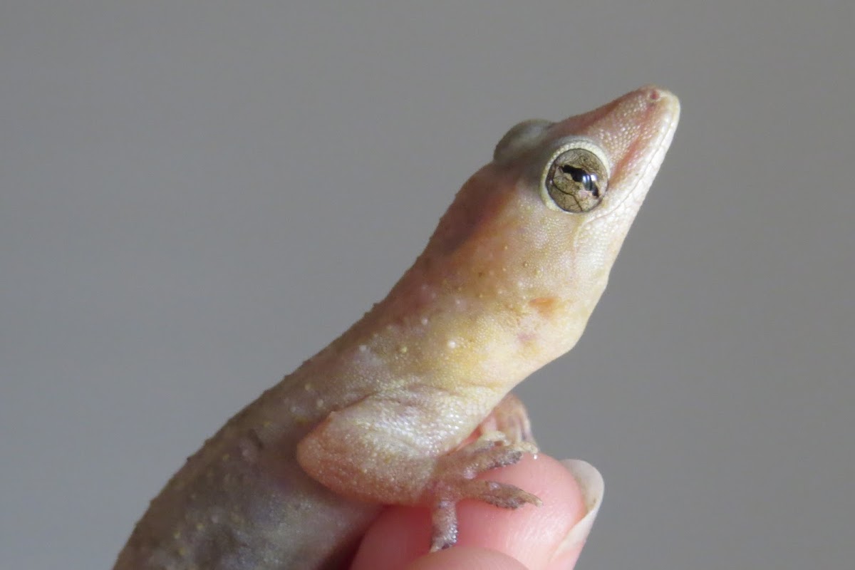 Mediterranean House gecko