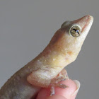 Mediterranean House gecko